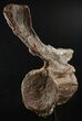 Tall Diplodocus Caudal Vertebra - Dana Quarry #10142-5